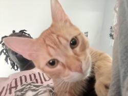Lost Male Cat last seen Sharon park, Garden City, GA 31408