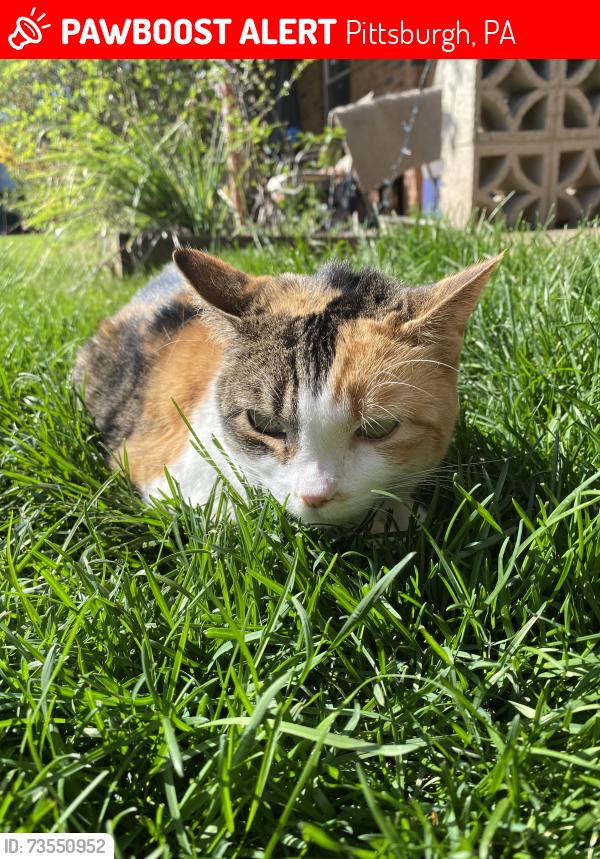 Lost Female Cat last seen Roup Ave and friendship Ave, Pittsburgh, PA 15206