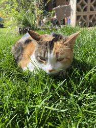 Lost Female Cat last seen Roup Ave and friendship Ave, Pittsburgh, PA 15206
