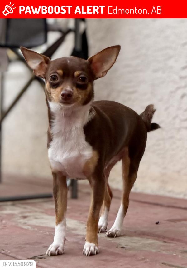 Lost Female Dog last seen 122ave 86st, Edmonton, AB 