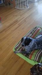Lost Male Dog last seen Bruce Street & Bell Lane, Northglenn, CO 80260