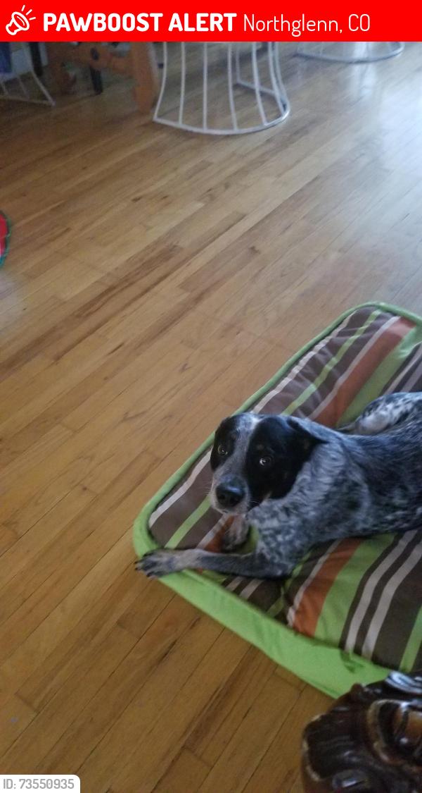 Lost Male Dog last seen Bruce Street & Bell Lane, Northglenn, CO 80260