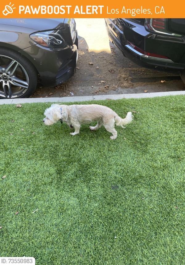 Found/Stray Unknown Dog last seen 2nd and South Orange, Los Angeles, CA 90036