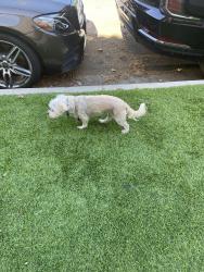 Found/Stray Unknown Dog last seen 2nd and South Orange, Los Angeles, CA 90036