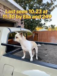 Lost Female Dog last seen Ella & 249, Houston, TX 77088