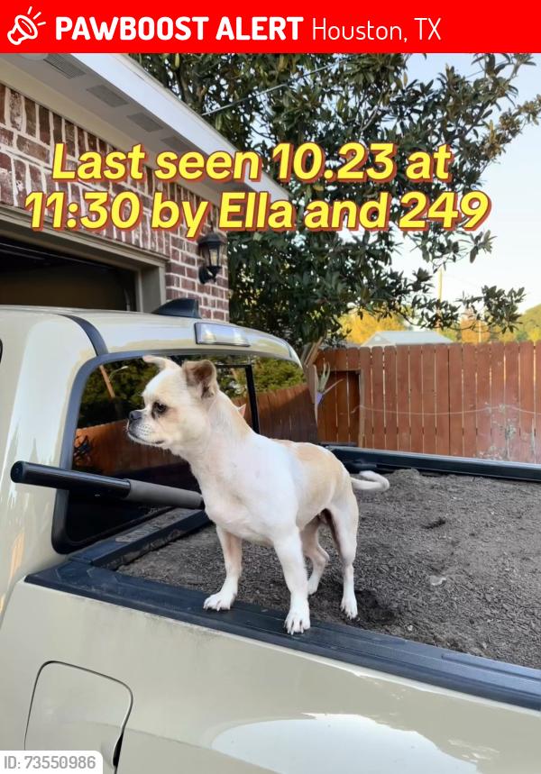 Lost Female Dog last seen Ella & 249, Houston, TX 77088