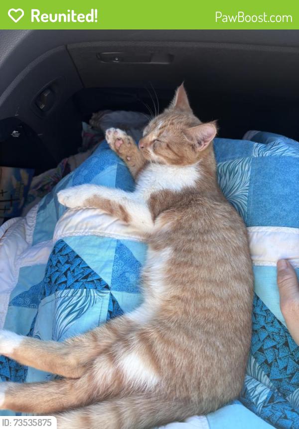 Reunited Female Cat last seen 20th street, Lee university, Cleveland, TN 37311