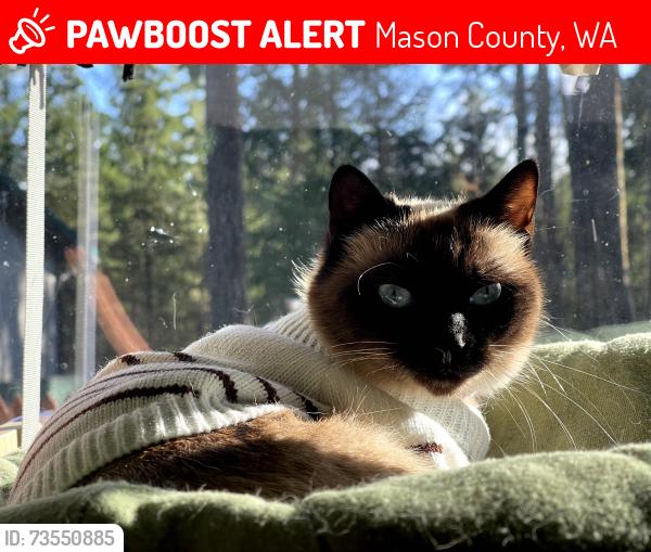 Lost Female Cat last seen Emerald Lake, Mason County, WA 98546