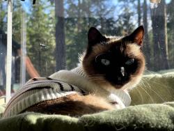 Lost Female Cat last seen Emerald Lake, Mason County, WA 98546