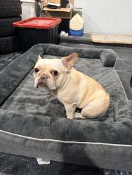 Reunited Female Dog last seen Near and the beltway, Houston, TX 77047