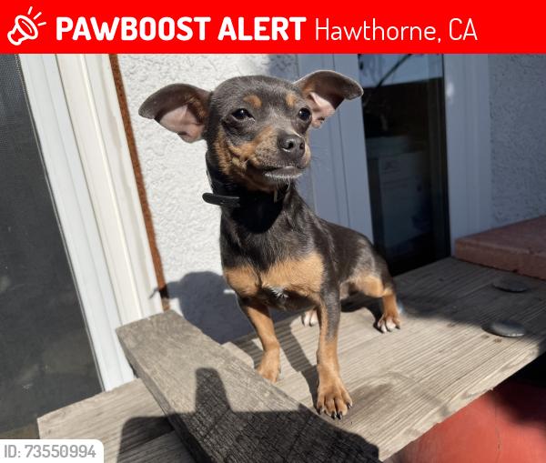 Lost Female Dog last seen York Ave & 116th St, Hawthorne, CA 90250