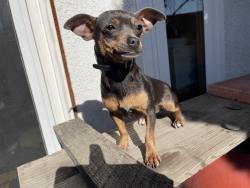 Lost Female Dog last seen York Ave & 116th St, Hawthorne, CA 90250