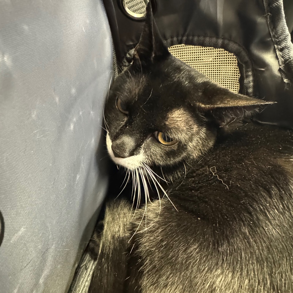 Shelter Stray Male Cat last seen , 244 Georgetown Rd, Jacksonville, NC 28540, USA