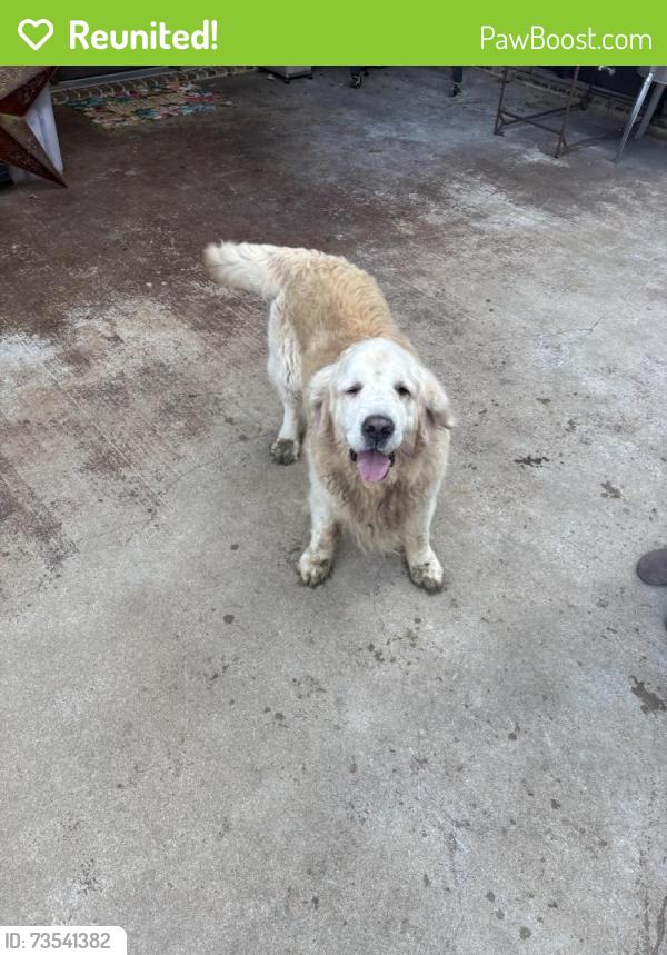 Reunited Unknown Dog last seen Whitehouse, Whitehouse, TX 75791