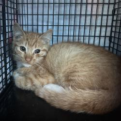 Shelter Stray Male Cat last seen , 124 Evergreen Ave, Newark, NJ 07114, USA