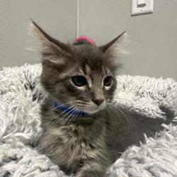 Shelter Stray Male Cat last seen , 3607 N Armenia Ave, Tampa, FL 33607, USA