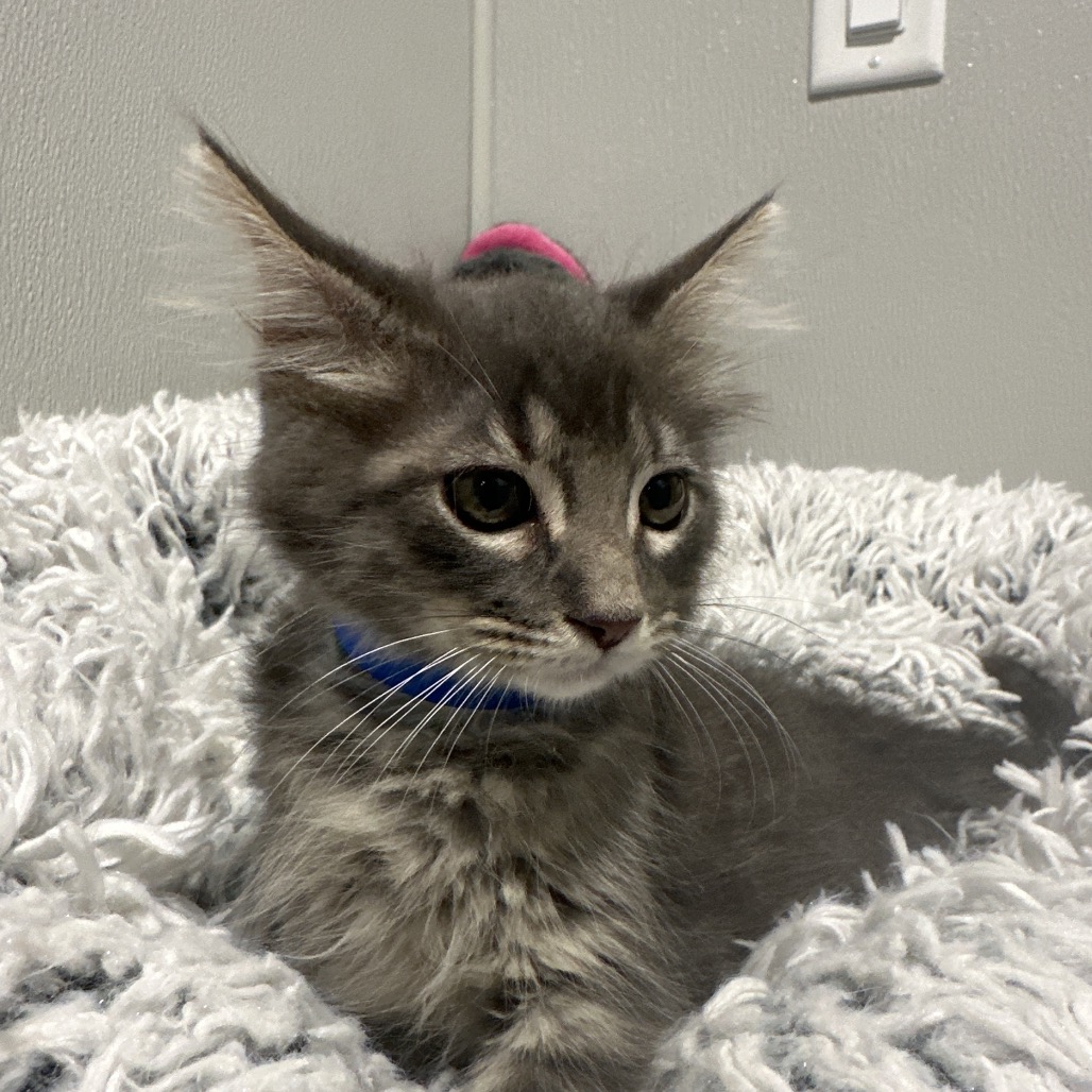 Shelter Stray Male Cat last seen , 3607 N Armenia Ave, Tampa, FL 33607, USA