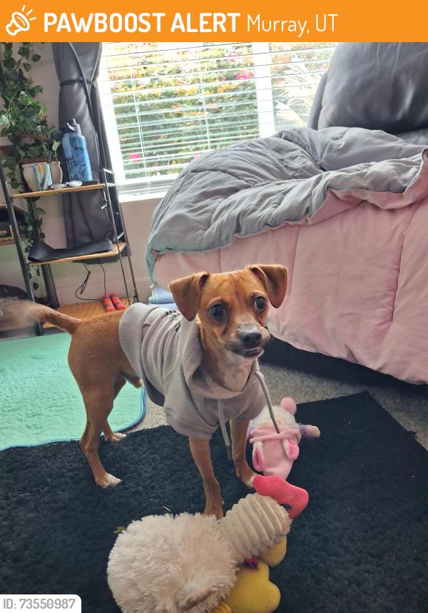 Found/Stray Male Dog last seen Main St Gilbride Ave, Murray, UT 84107