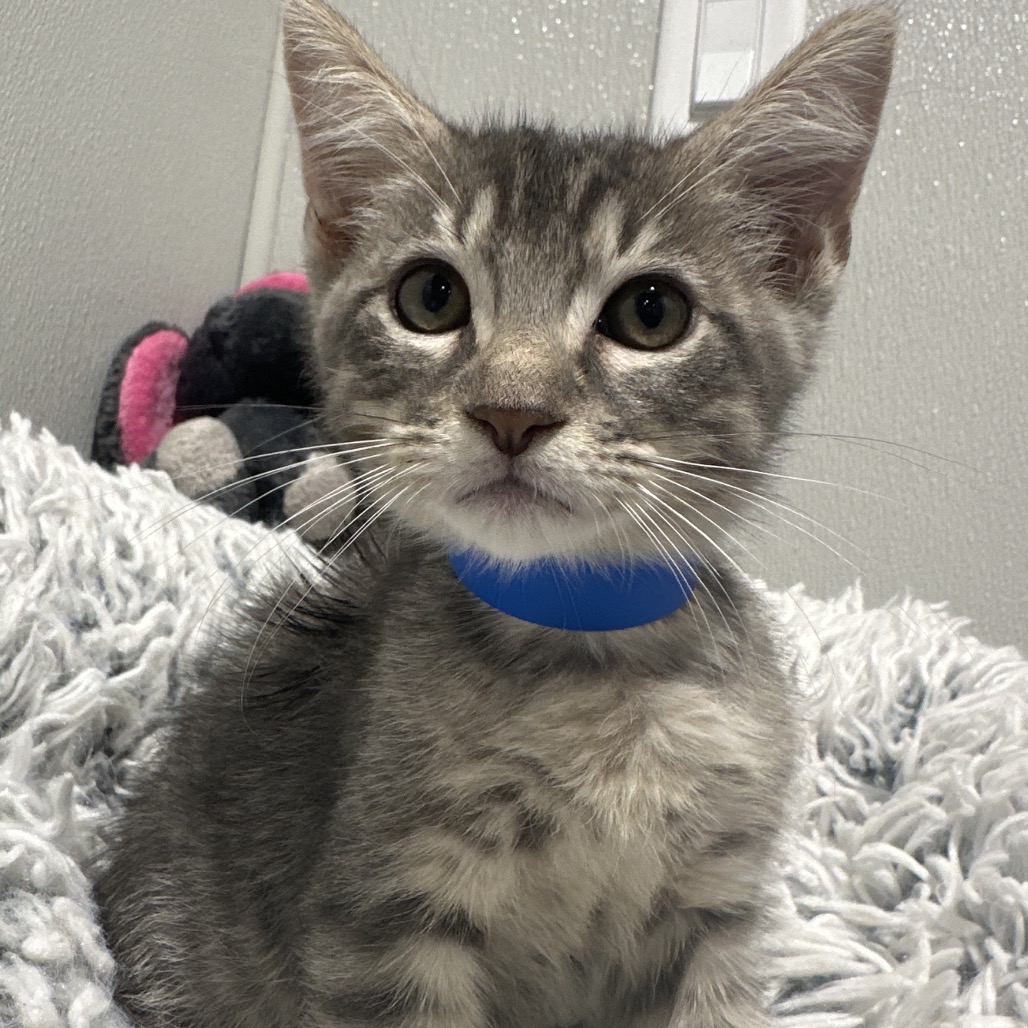 Shelter Stray Male Cat last seen , 3607 N Armenia Ave, Tampa, FL 33607, USA