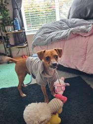 Found/Stray Male Dog last seen Main St Gilbride Ave, Murray, UT 84107