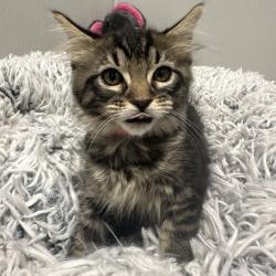 Shelter Stray Female Cat last seen , 3607 N Armenia Ave, Tampa, FL 33607, USA
