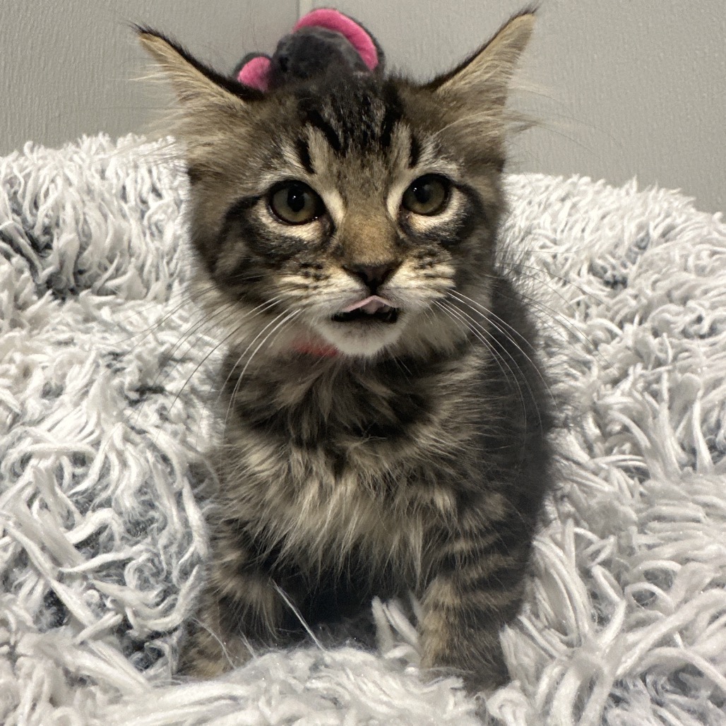 Shelter Stray Female Cat last seen , 3607 N Armenia Ave, Tampa, FL 33607, USA