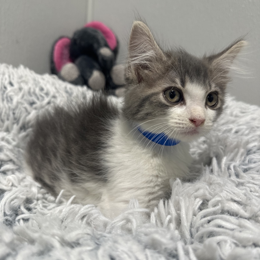 Shelter Stray Male Cat last seen , 3607 N Armenia Ave, Tampa, FL 33607, USA