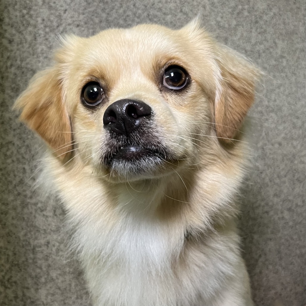 Shelter Stray Male Dog last seen , 4575 E Mesquite Ave, Palm Springs, CA 92264, USA