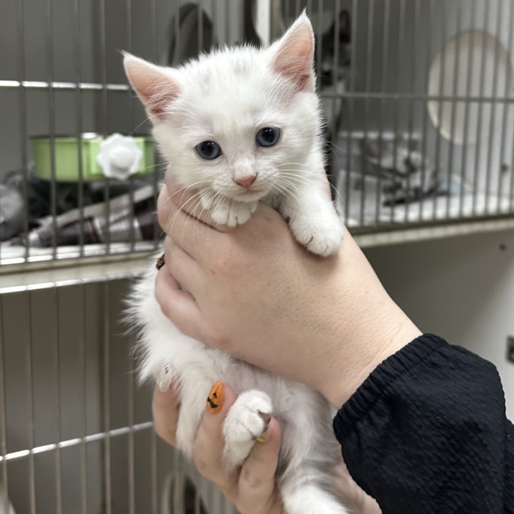 Shelter Stray Female Cat last seen , 901 N Haverty St, Pine Bluff, AR 71601, USA