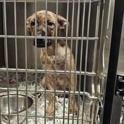 Shelter Stray Female Dog last seen , 3607 N Armenia Ave, Tampa, FL 33607, USA