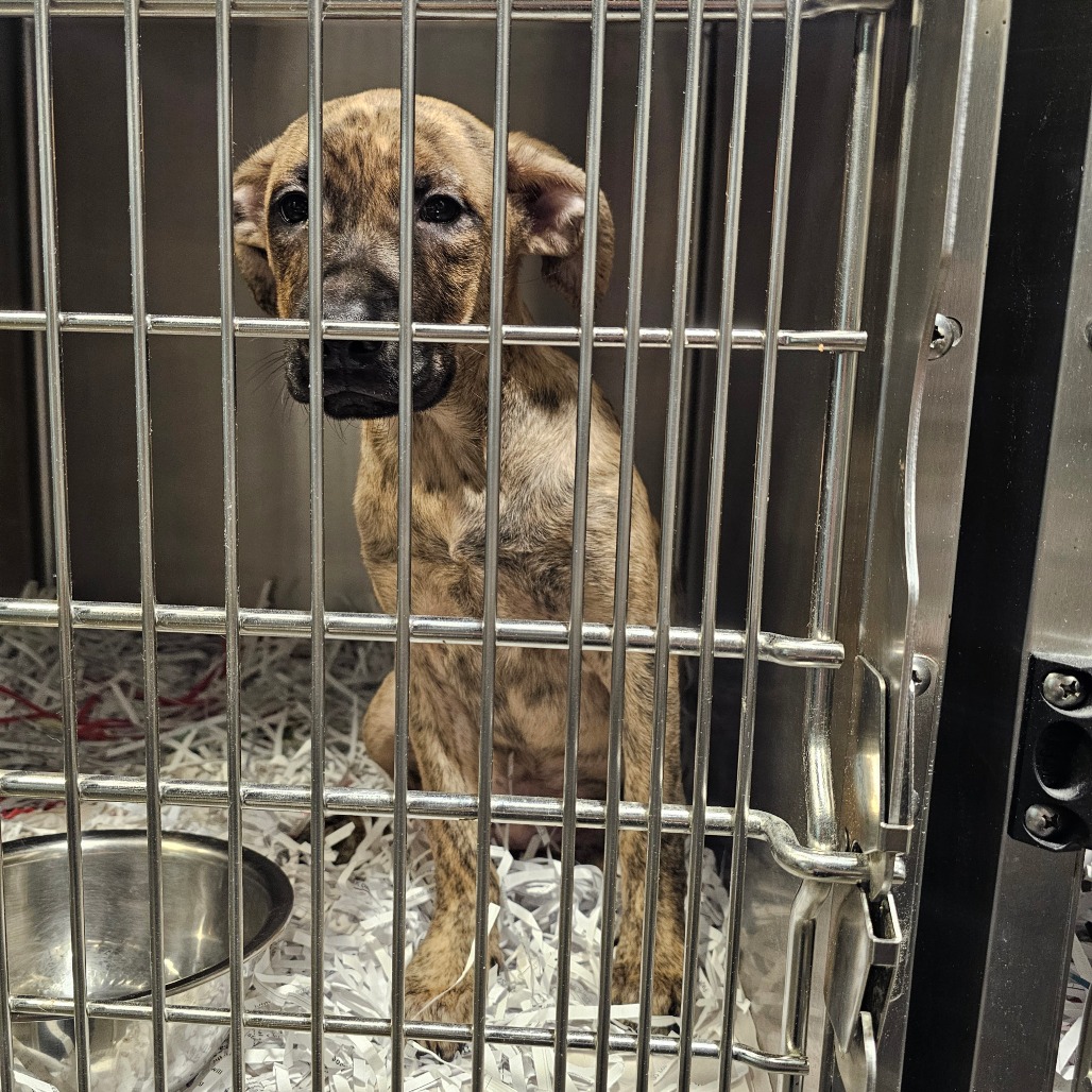 Shelter Stray Female Dog last seen , 3607 N Armenia Ave, Tampa, FL 33607, USA