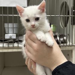 Shelter Stray Male Cat last seen , 901 N Haverty St, Pine Bluff, AR 71601, USA