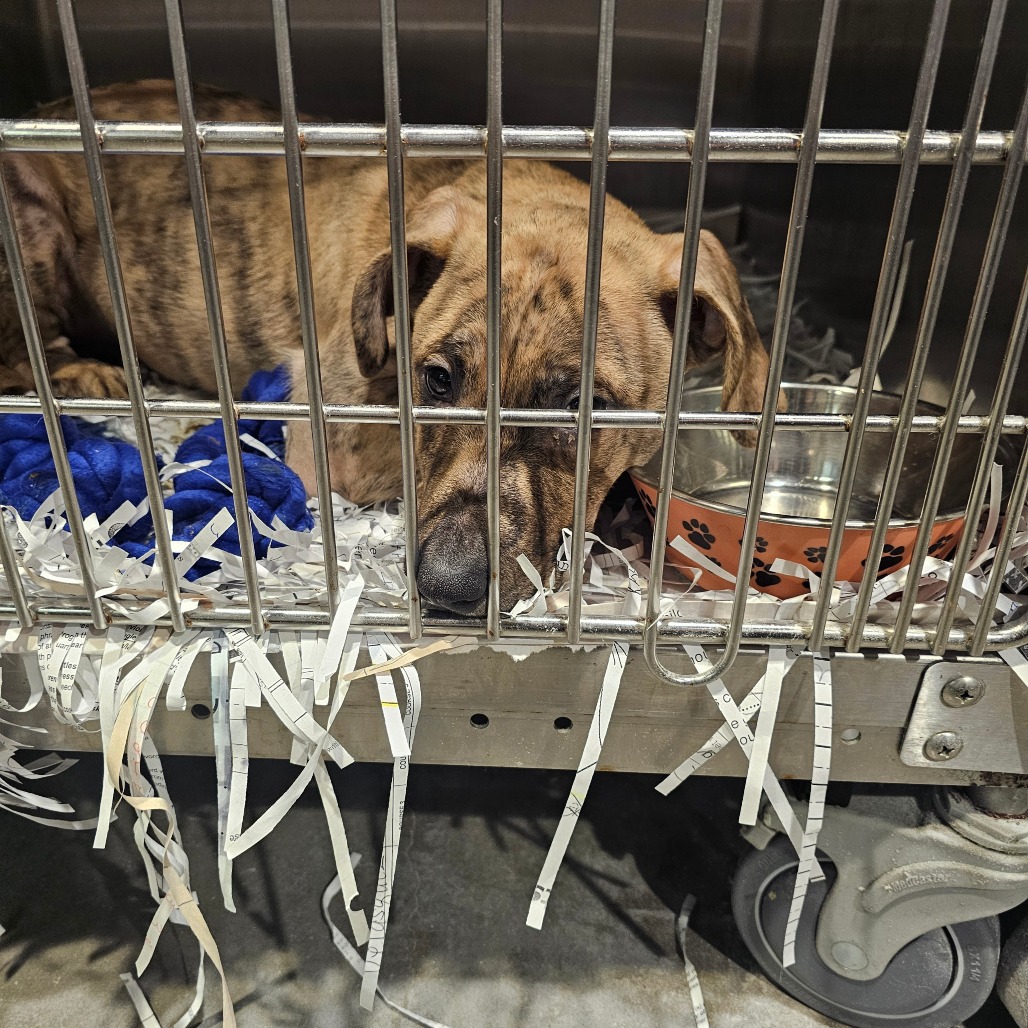 Shelter Stray Male Dog last seen , 3607 N Armenia Ave, Tampa, FL 33607, USA