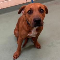 Shelter Stray Male Dog last seen , 2350 Appling City Cove, Memphis, TN 38133, USA