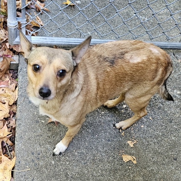 Shelter Stray Male Dog last seen , 980 Guilford College Rd, Greensboro, NC 27409, USA