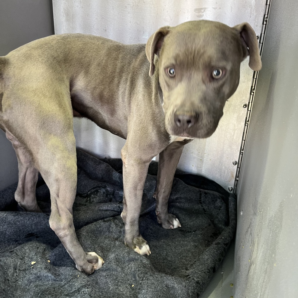 Shelter Stray Male Dog last seen , 980 Guilford College Rd, Greensboro, NC 27409, USA