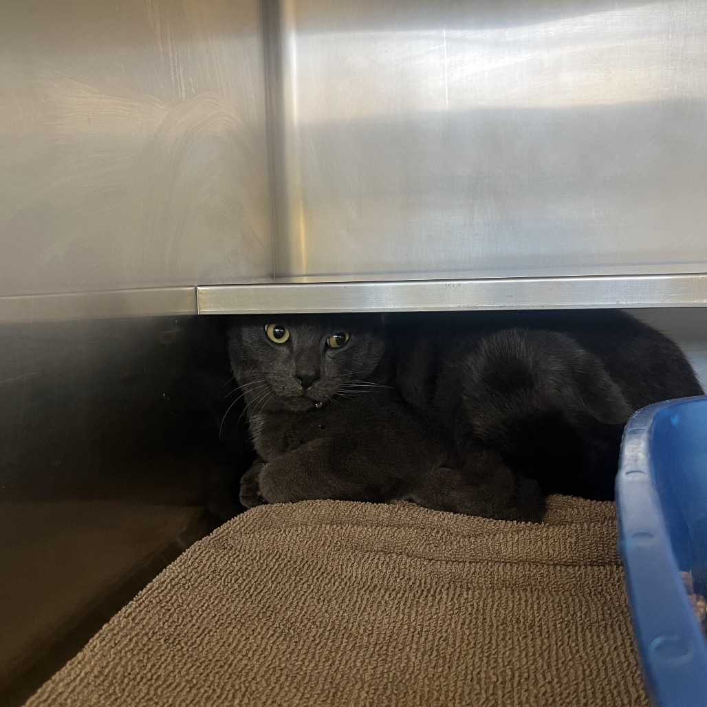 Shelter Stray Male Cat last seen , 54687 Co Rd 19, Bristol, IN 46507, USA