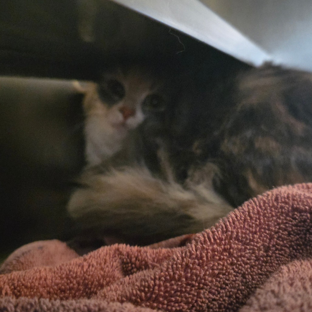 Shelter Stray Unknown Cat last seen , 54687 Co Rd 19, Bristol, IN 46507, USA
