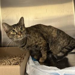 Shelter Stray Female Cat last seen , Animal Care & Control Team of Philly, 111 W Hunting Park Ave, Philadelphia, PA 19140, USA