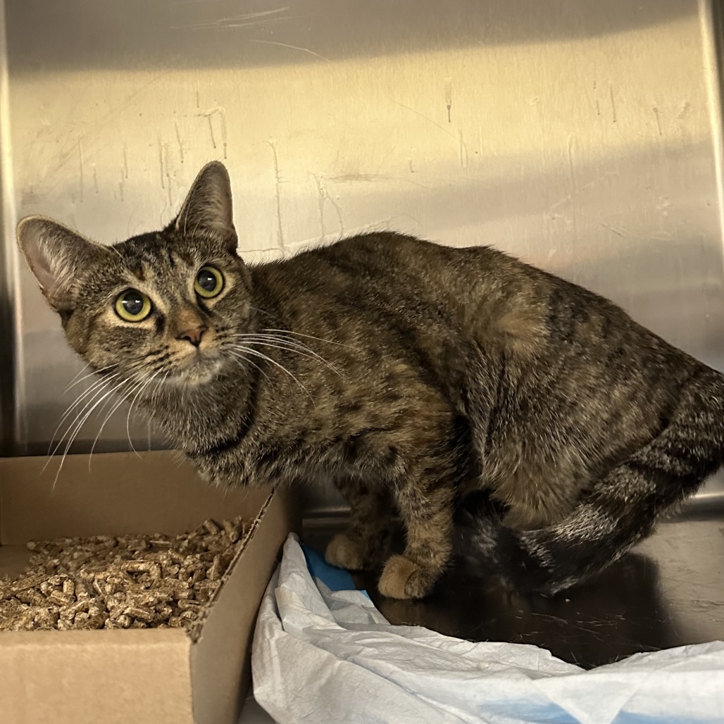 Shelter Stray Female Cat last seen , Animal Care & Control Team of Philly, 111 W Hunting Park Ave, Philadelphia, PA 19140, USA