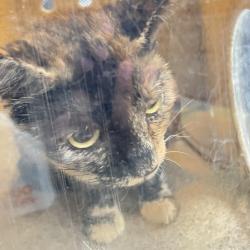 Shelter Stray Female Cat last seen , Animal Care & Control Team of Philly, 111 W Hunting Park Ave, Philadelphia, PA 19140, USA
