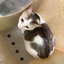 Shelter Stray Female Cat last seen , 3428 S Jenkins Ave, Norman, OK 73072, USA
