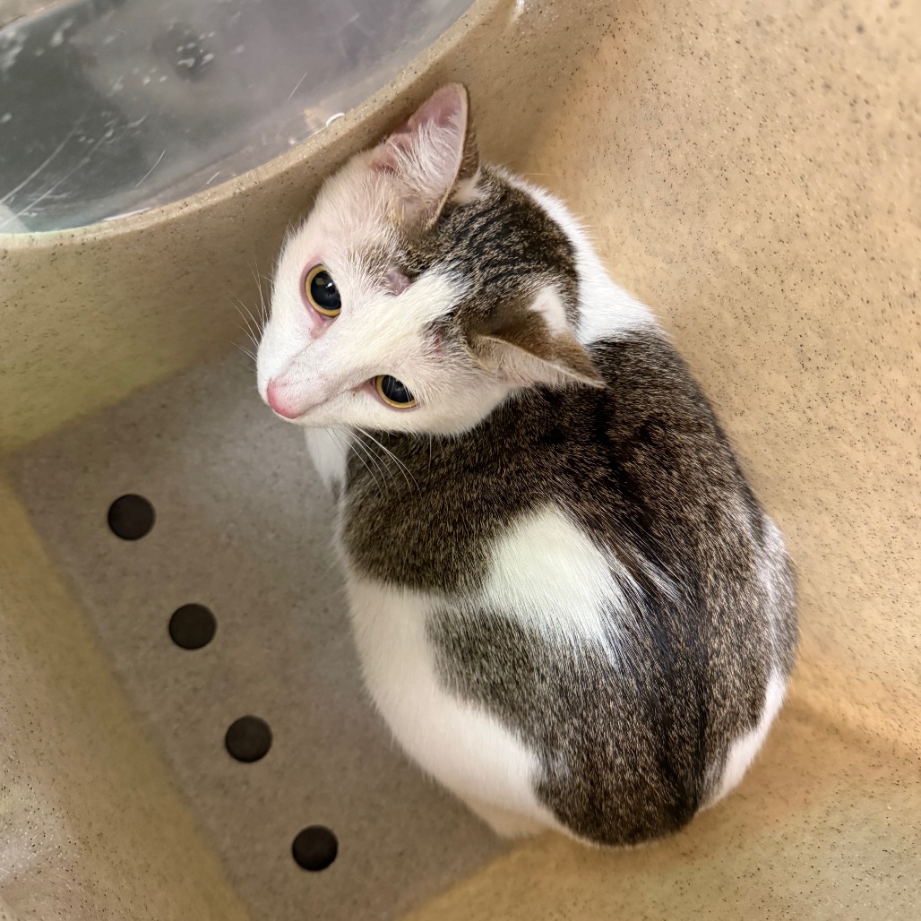 Shelter Stray Female Cat last seen , 3428 S Jenkins Ave, Norman, OK 73072, USA