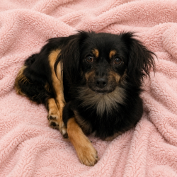 Shelter Stray Female Dog last seen , 12910 Yukon Ave, Hawthorne, CA 90250, USA