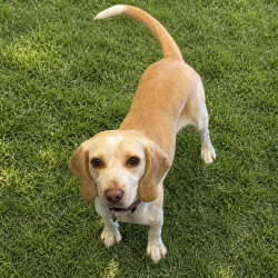 Shelter Stray Female Dog last seen , 12910 Yukon Ave, Hawthorne, CA 90250, USA