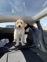 Found/Stray Male Dog last seen NW 122nd st and county line, Oklahoma City, OK 73162