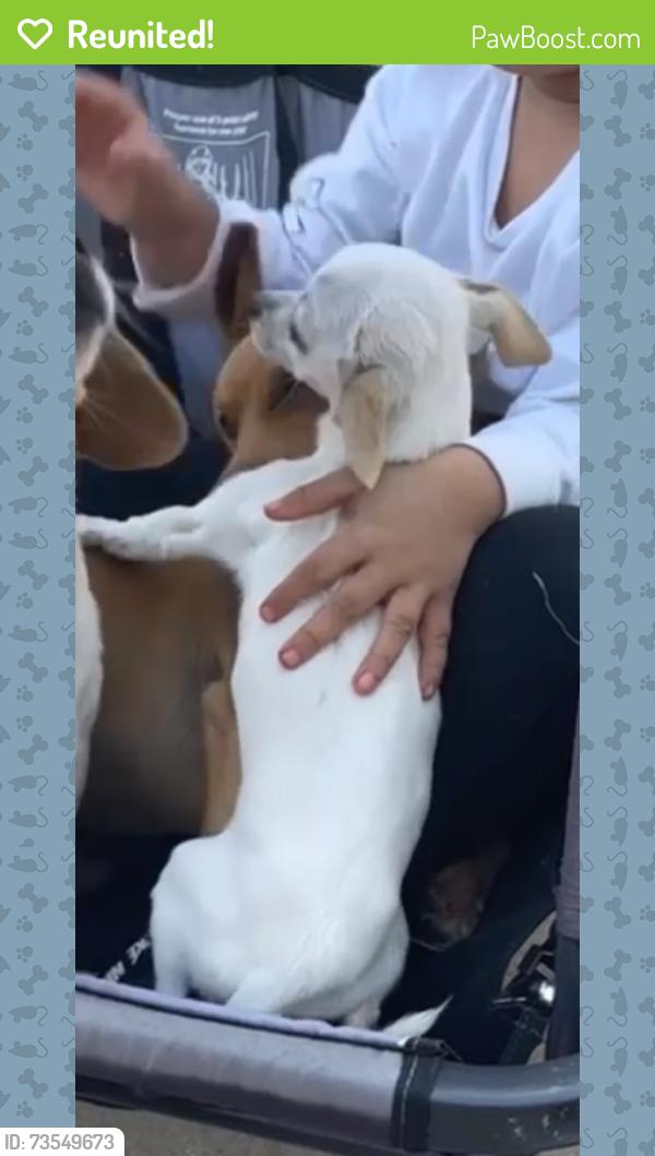 Reunited Male Dog last seen Sw 26th and Portland, Oklahoma City, OK 73108