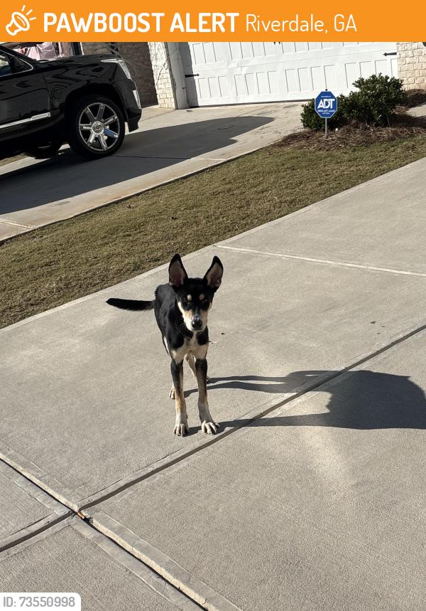 Found/Stray Female Dog last seen Near hses, Riverdale, GA 30296