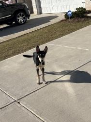 Found/Stray Female Dog last seen Near hses, Riverdale, GA 30296