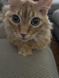 Lost Male Cat last seen Frontera & 23rd, McAllen, TX 78504